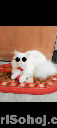 Persian Cat